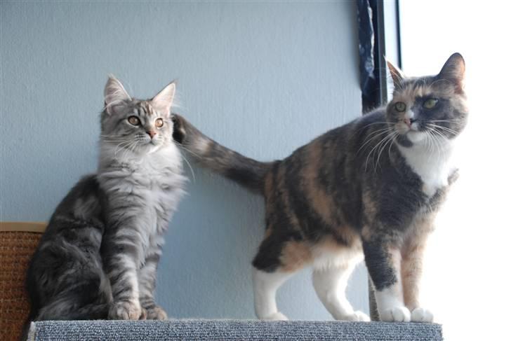 Huskat Maggie - Usher og Maggie..  billede 16