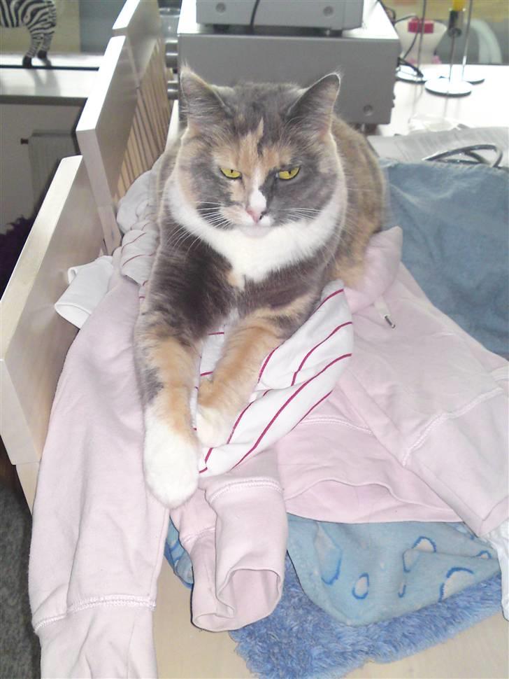 Huskat Maggie - Maggie elsker at ligge på nyt vasketøj.... billede 17