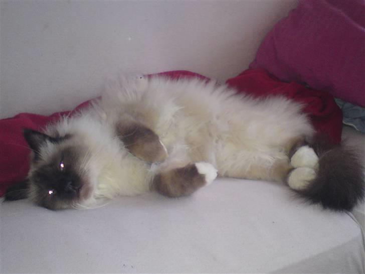 Hellig Birma dk lille mys abrahim billede 14