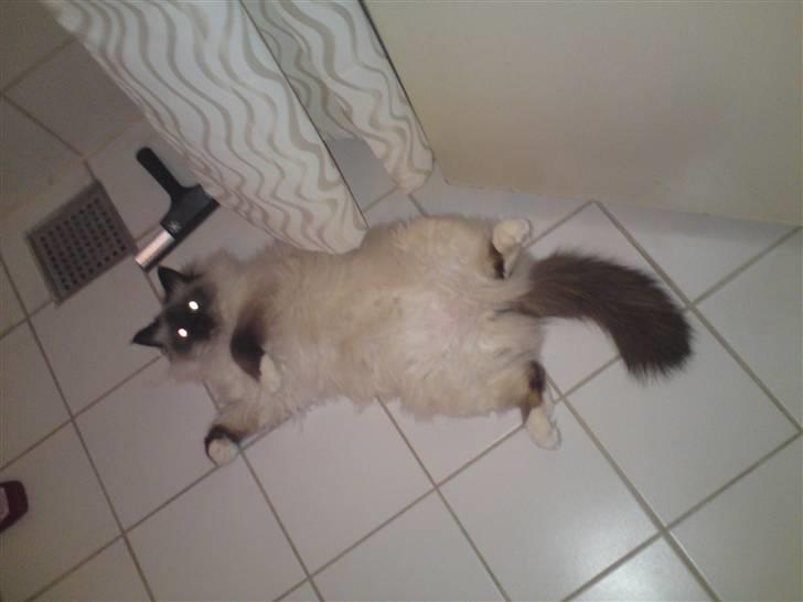 Hellig Birma dk lille mys abrahim billede 15