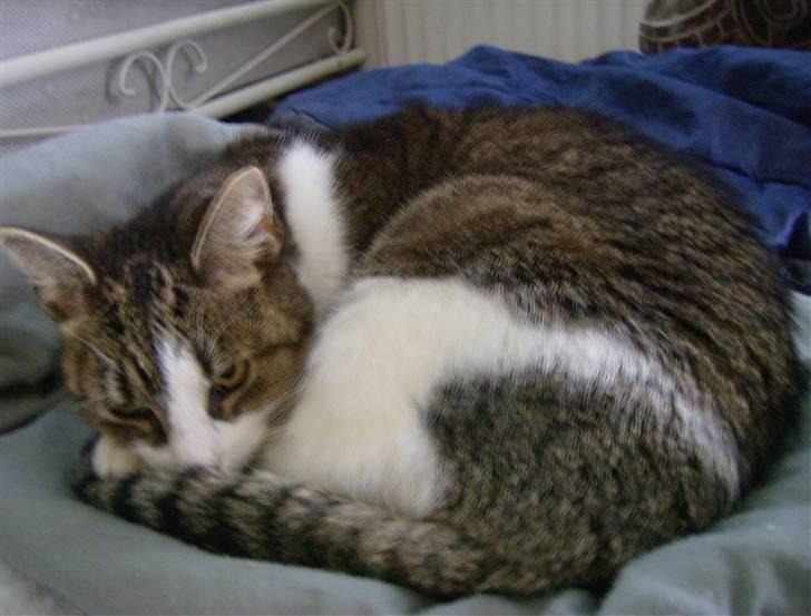 Huskat Klo R.I.P <3 - Min lille dejlige kat... billede 1