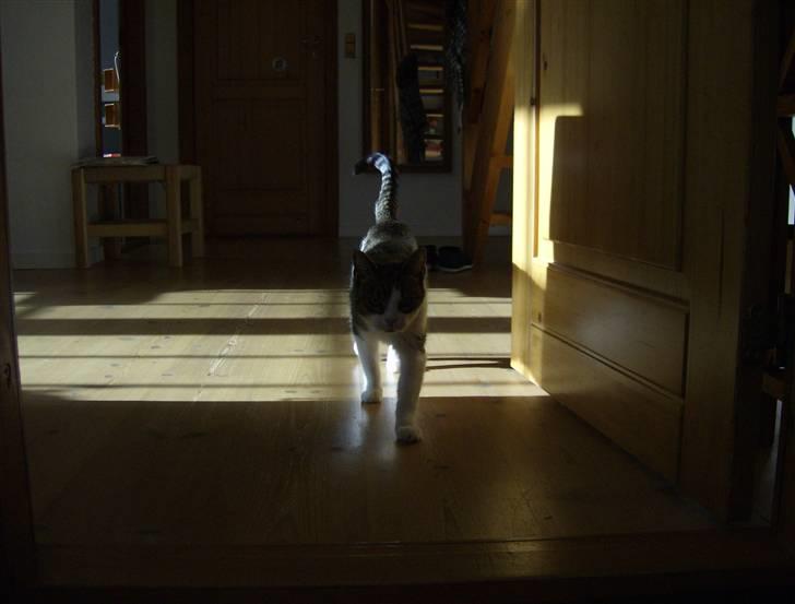 Huskat Klo R.I.P <3 - Pas på ! Her kommer jeg ! billede 2