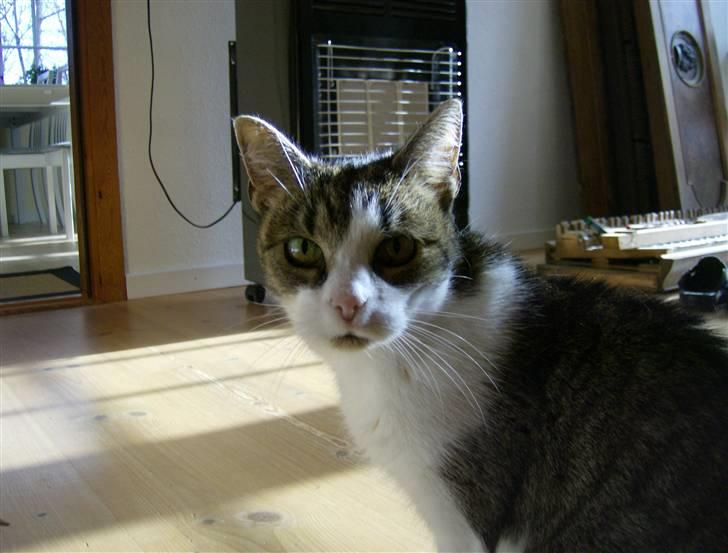 Huskat Klo R.I.P <3 - Hejsa :D billede 3