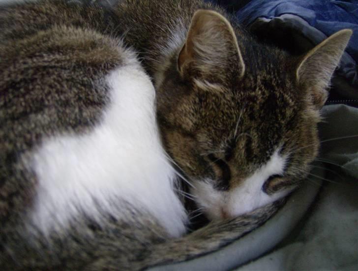 Huskat Klo R.I.P <3 - Sov sødt lille dumbo... billede 4