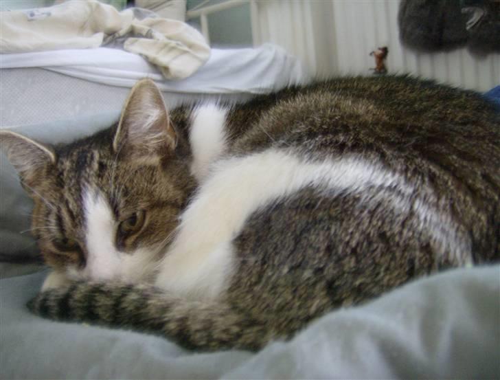 Huskat Klo R.I.P <3 - Jeg sover :) billede 5