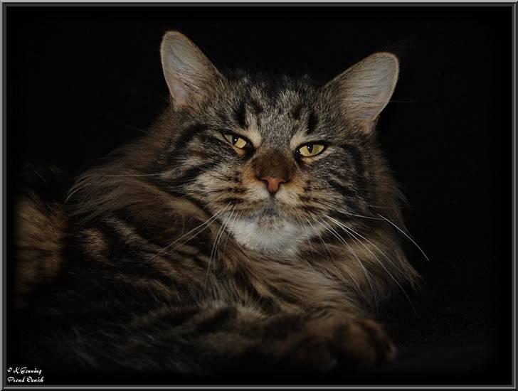 Maine Coon DK Proud Danish Izarra  billede 13