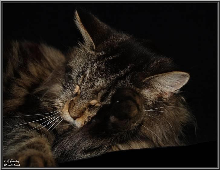 Maine Coon DK Proud Danish Izarra  billede 14