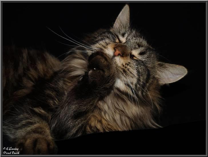 Maine Coon DK Proud Danish Izarra  billede 15