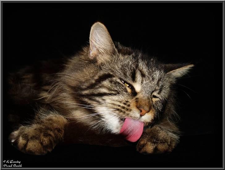 Maine Coon DK Proud Danish Izarra  billede 16