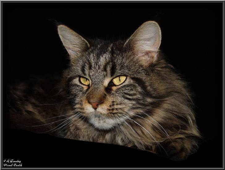 Maine Coon DK Proud Danish Izarra  billede 17