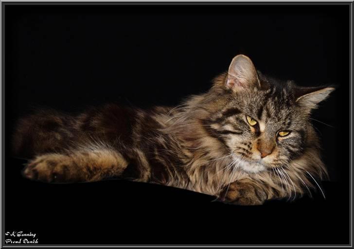 Maine Coon DK Proud Danish Izarra  billede 18