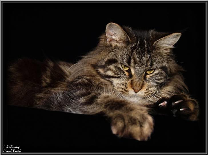Maine Coon DK Proud Danish Izarra  billede 19
