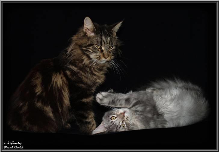 Maine Coon DK Proud Danish Izarra  billede 20