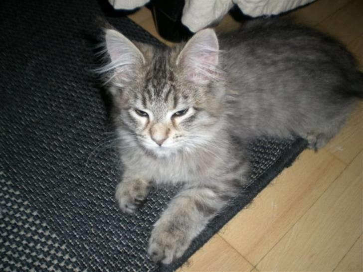 Maine Coon Bella billede 1