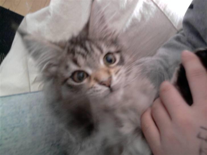 Maine Coon Bella billede 2