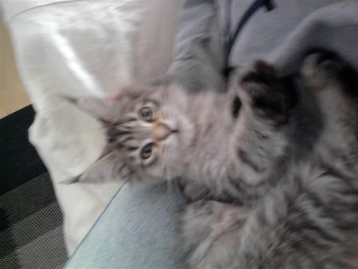 Maine Coon Bella billede 3