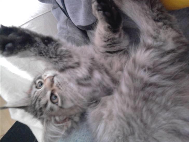 Maine Coon Bella billede 4