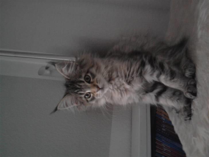 Maine Coon Bella billede 5