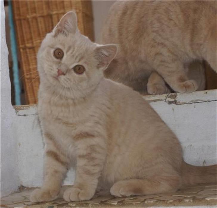 British Shorthair Nanok Cougar Orlando - Nanok Cougar Orlando billede 1