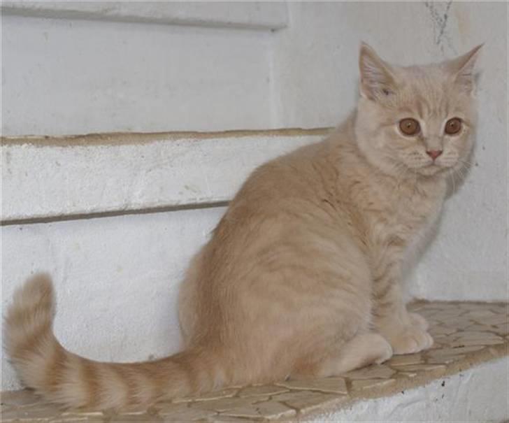 British Shorthair Nanok Cougar Orlando - Nanok den skønne bamse billede 2