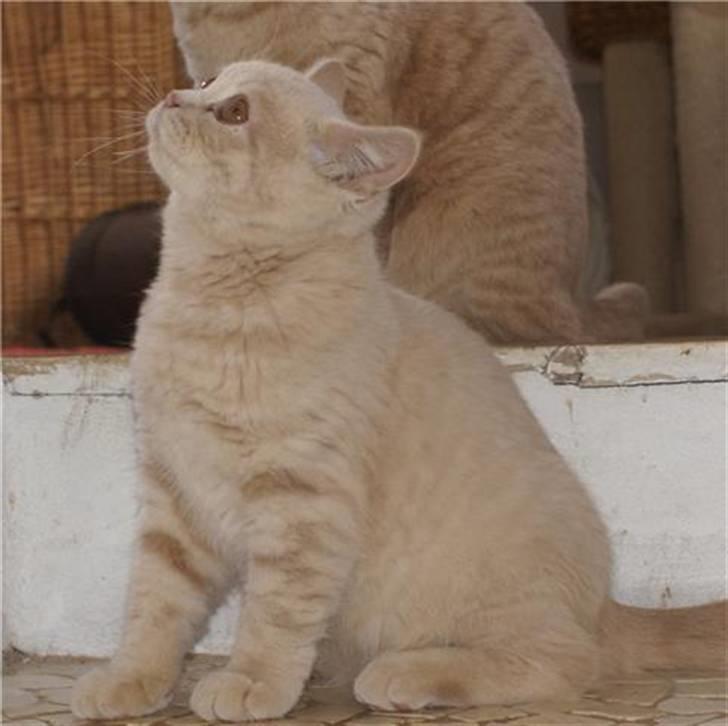 British Shorthair Nanok Cougar Orlando - Hvad er det du står med? billede 3