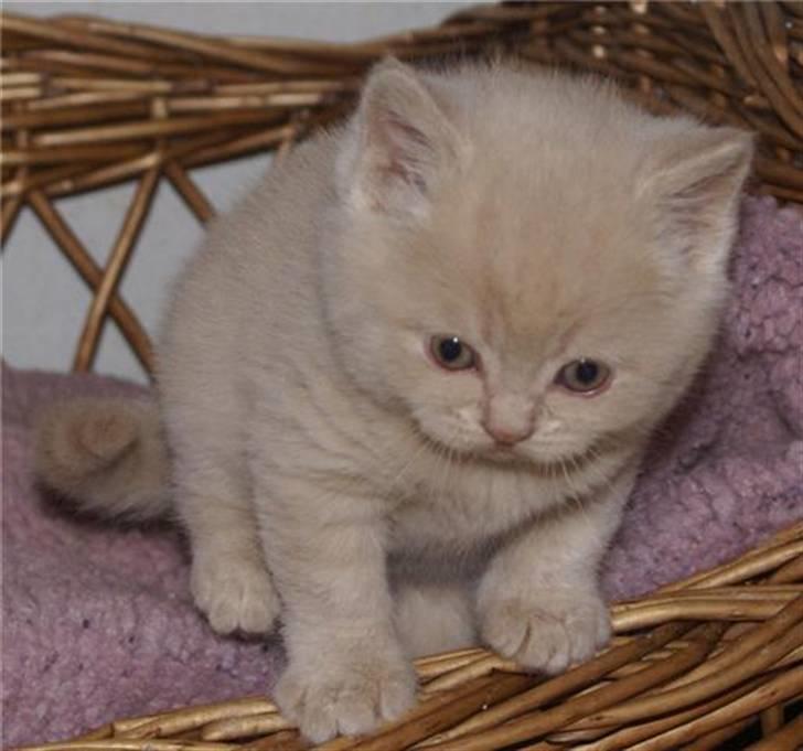 British Shorthair Nanok Cougar Orlando - Nanok som meget lille uldtot billede 4