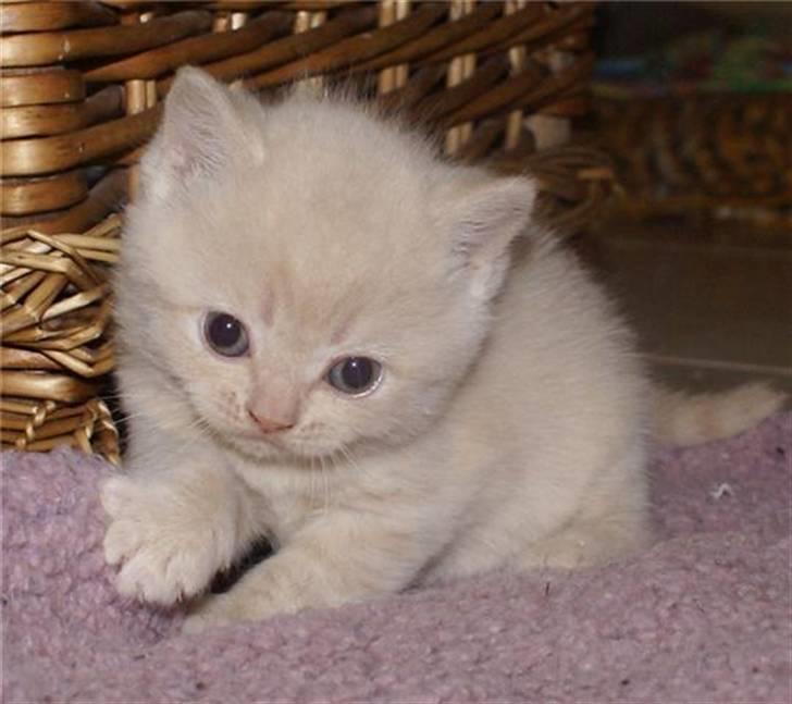 British Shorthair Nanok Cougar Orlando - Nanok er da ikke til at stå for! billede 5