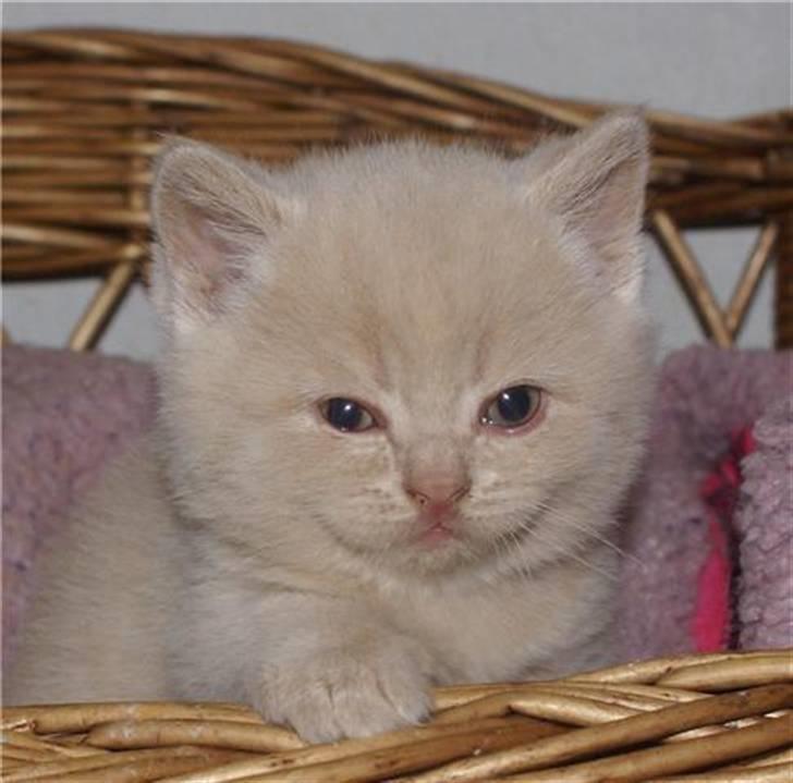 British Shorthair Nanok Cougar Orlando - En rigtig rundhovedet britedreng billede 6