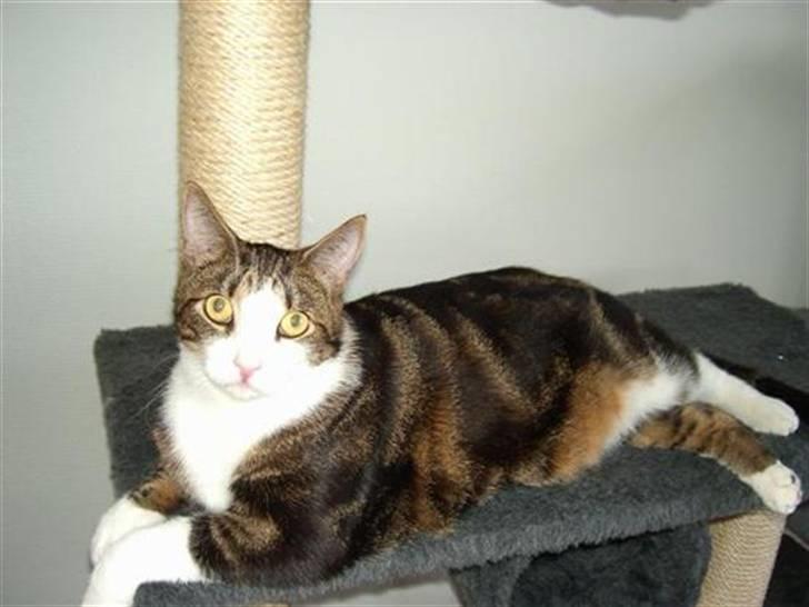 Huskat Bertram billede 1