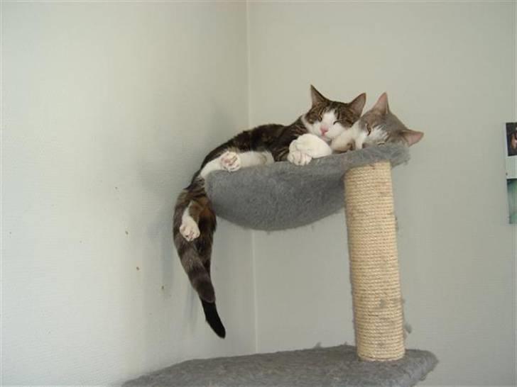 Huskat Bertram billede 2