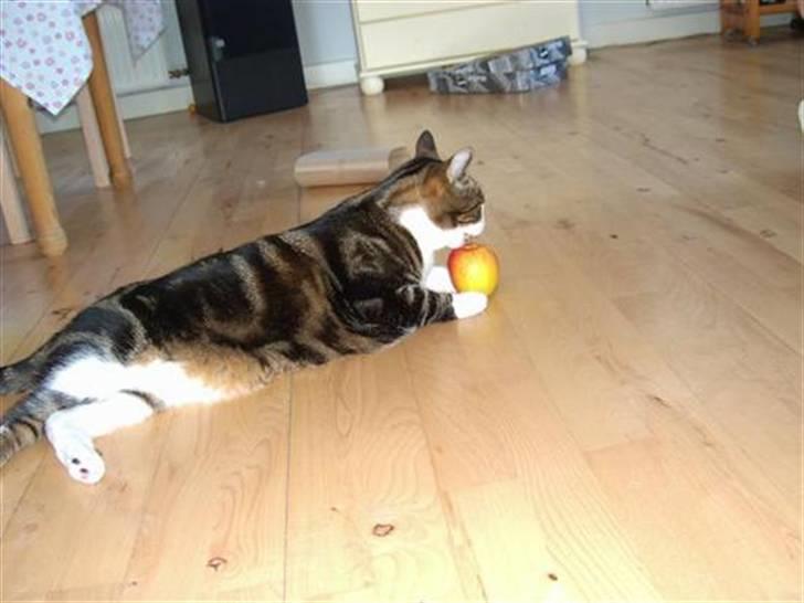 Huskat Bertram billede 3