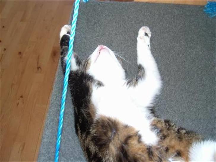 Huskat Bertram billede 4