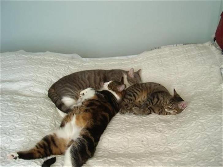 Huskat Bertram billede 5