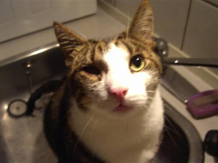 Huskat Bertram billede 6