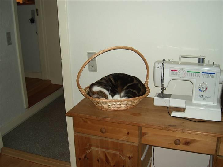 Huskat Bertram billede 7