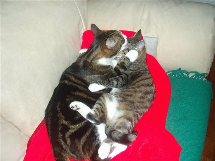 Huskat Bertram billede 8