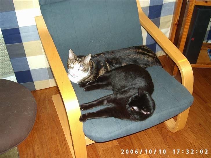 Huskat Bertram billede 9