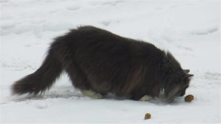 Blanding af racer Bamse (hjemmeboende) - hvad en kvæde...! billede 19