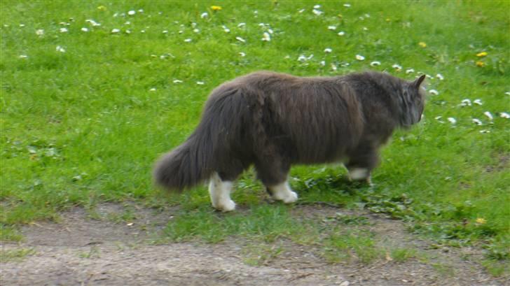 Blanding af racer Bamse (hjemmeboende) billede 20