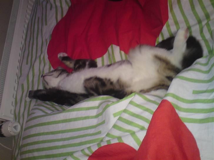 Huskat Felix( FORSVUNDET!) :-( billede 1