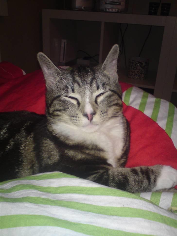 Huskat Felix( FORSVUNDET!) :-( billede 2