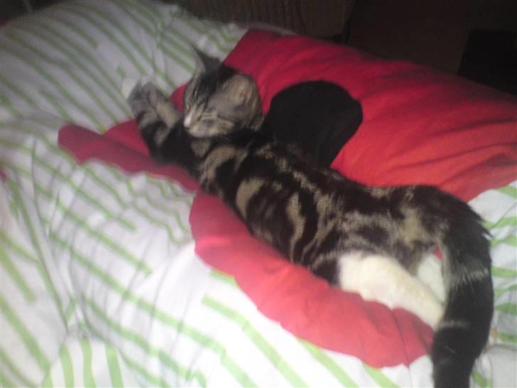 Huskat Felix( FORSVUNDET!) :-( billede 3