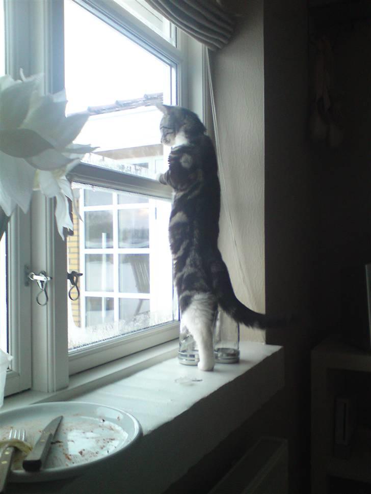 Huskat Felix( FORSVUNDET!) :-( billede 4