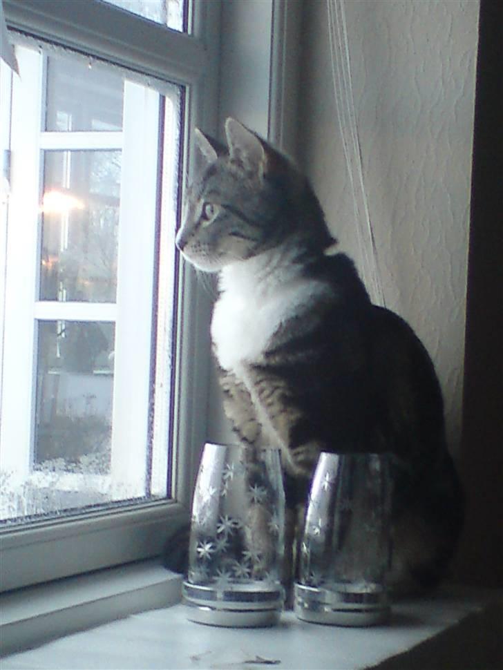 Huskat Felix( FORSVUNDET!) :-( billede 5