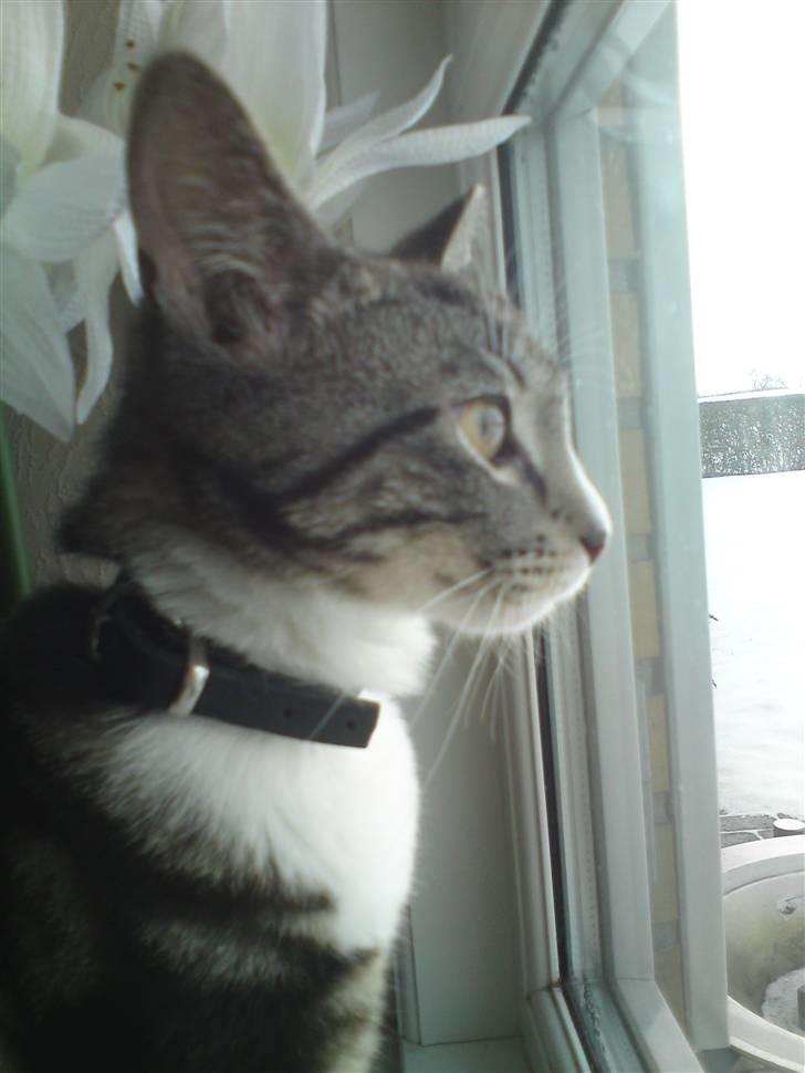 Huskat Felix( FORSVUNDET!) :-( billede 6