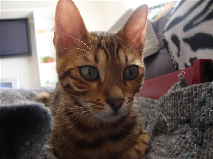 Bengal Blame it on the Boogie - Boogie billede 2