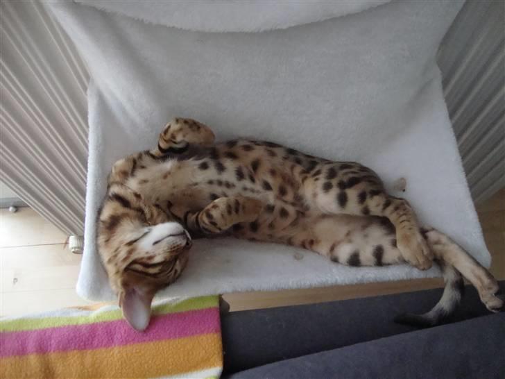 Bengal Blame it on the Boogie - Hans smukke mave billede 3