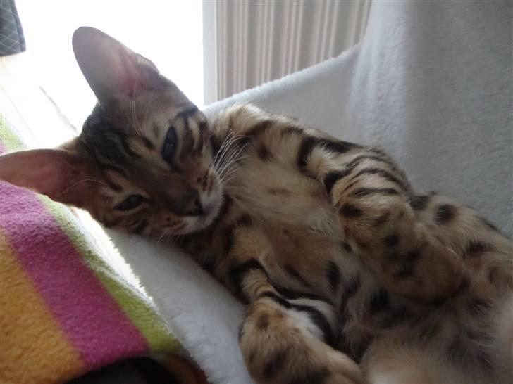 Bengal Blame it on the Boogie - Boogie billede 4