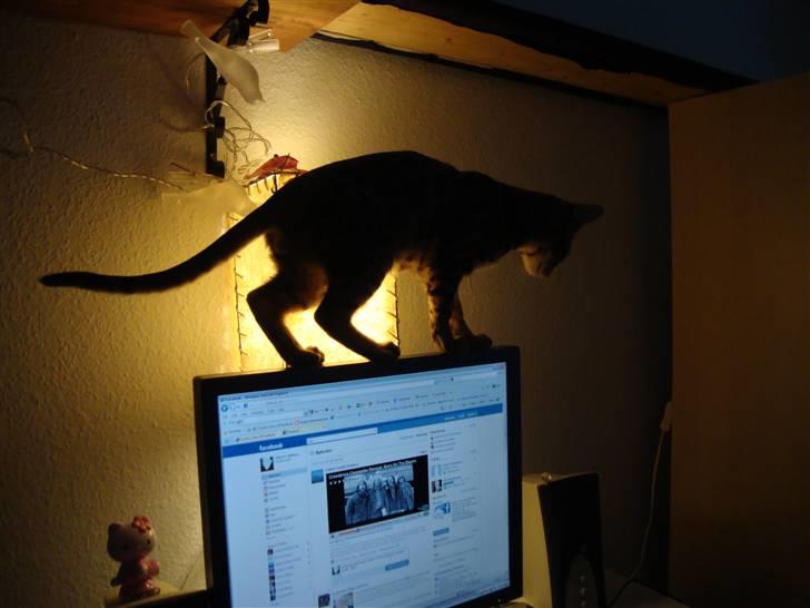 Bengal Blame it on the Boogie - Det er så spændende billede 5