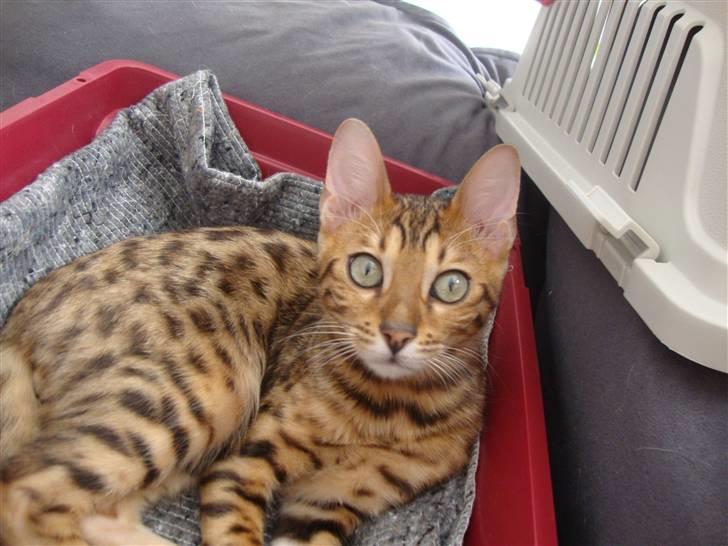 Bengal Blame it on the Boogie - Dagen efter vi fik ham hjem billede 6